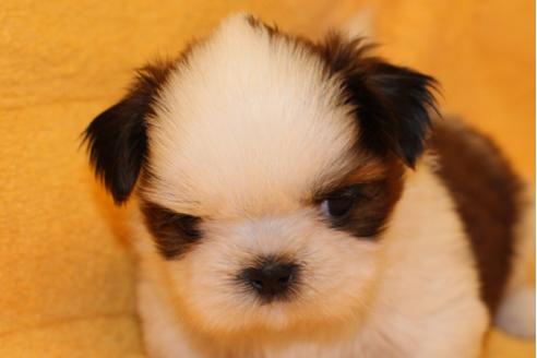 成約済の愛知県のシーズー-31670の5枚目